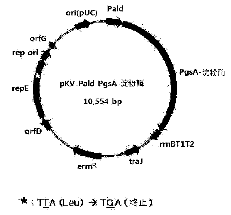 Vector for treatment vaccine for stable and constitutive high-expression cervical cancer and recombinant lactobacillus transformed by same