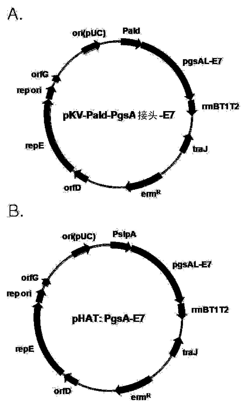 Vector for treatment vaccine for stable and constitutive high-expression cervical cancer and recombinant lactobacillus transformed by same