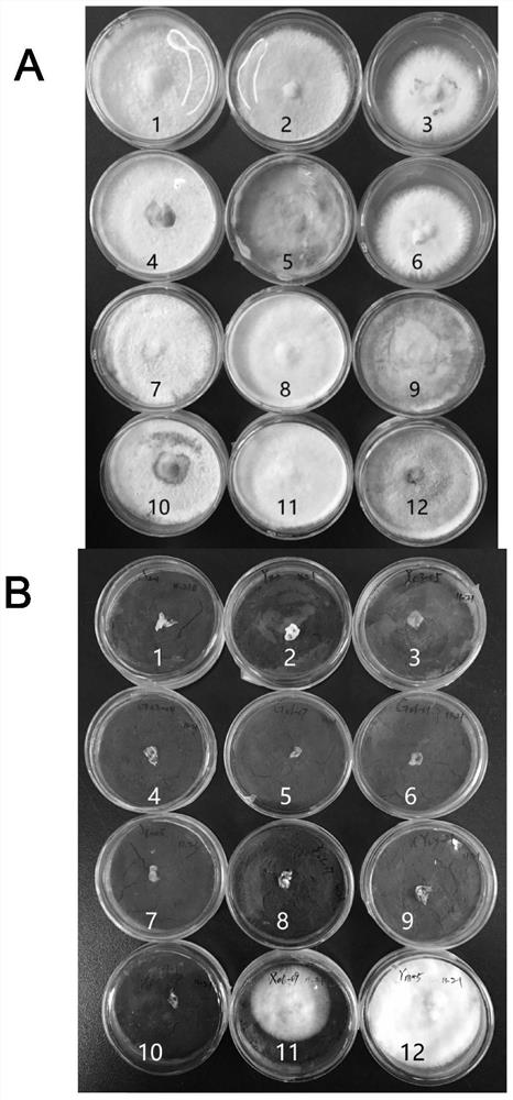 A kind of culture medium for identification of Phellinus mulberry and its preparation method and application
