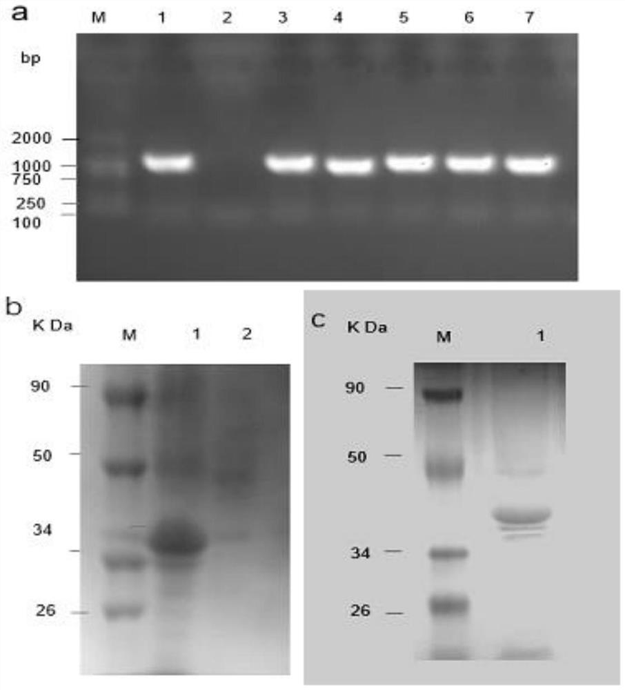 Applications of Mycobacterium tuberculosis protein