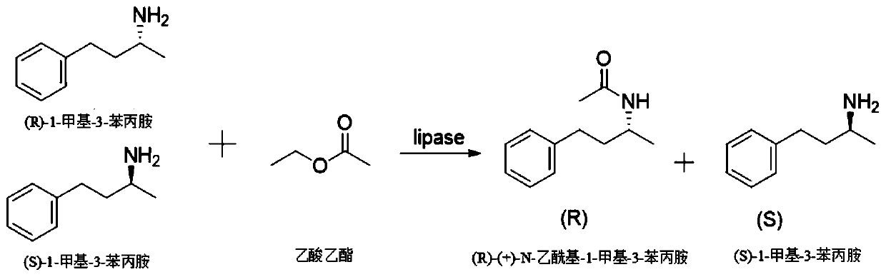 Magnetic immobilized lipase and application thereof in resolution of 1-methyl-3-amphetamine