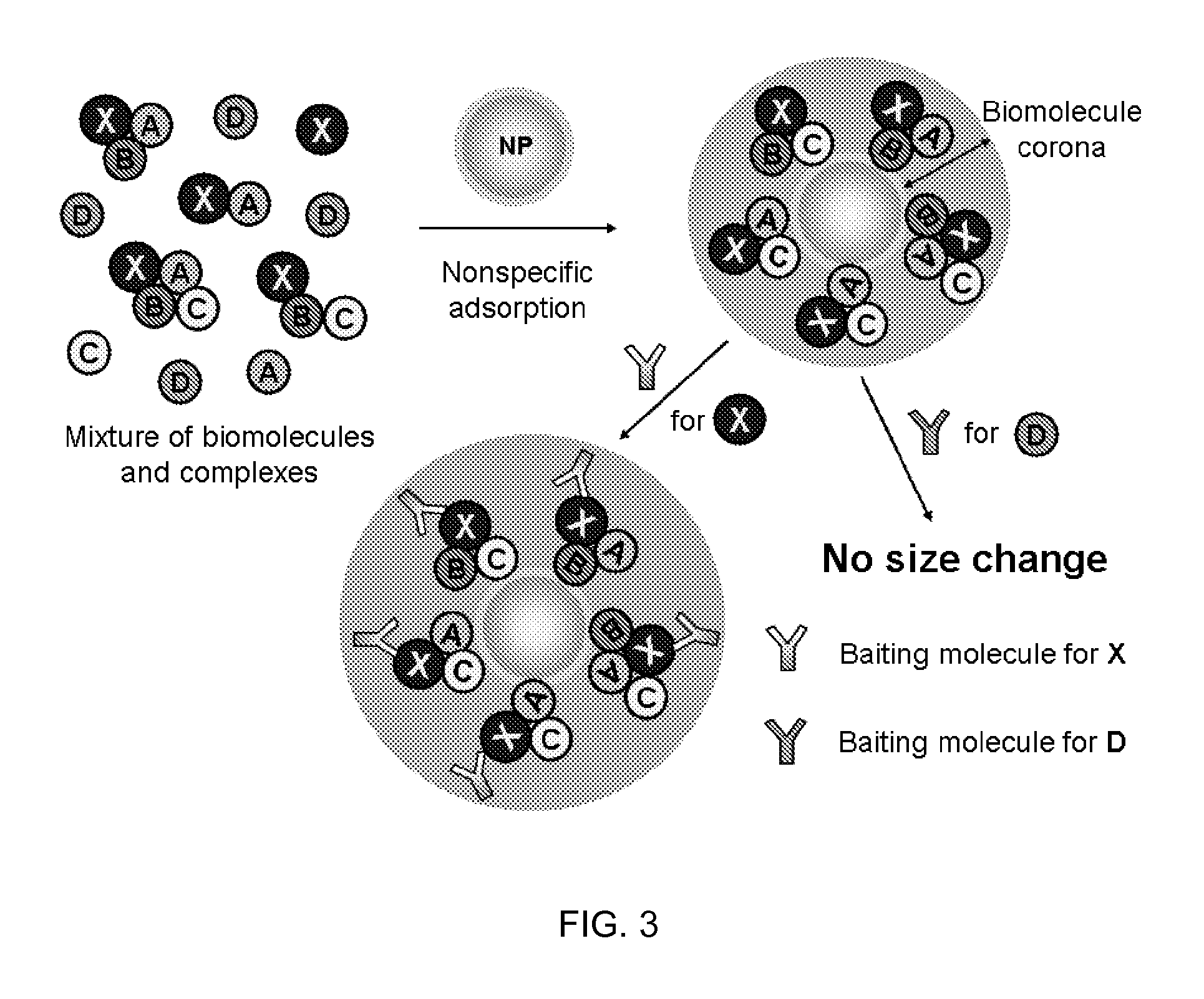 Methods for biomolecule and biomolecule complex (BMC) detection and analysis and the use of such for research and medical diagnosis
