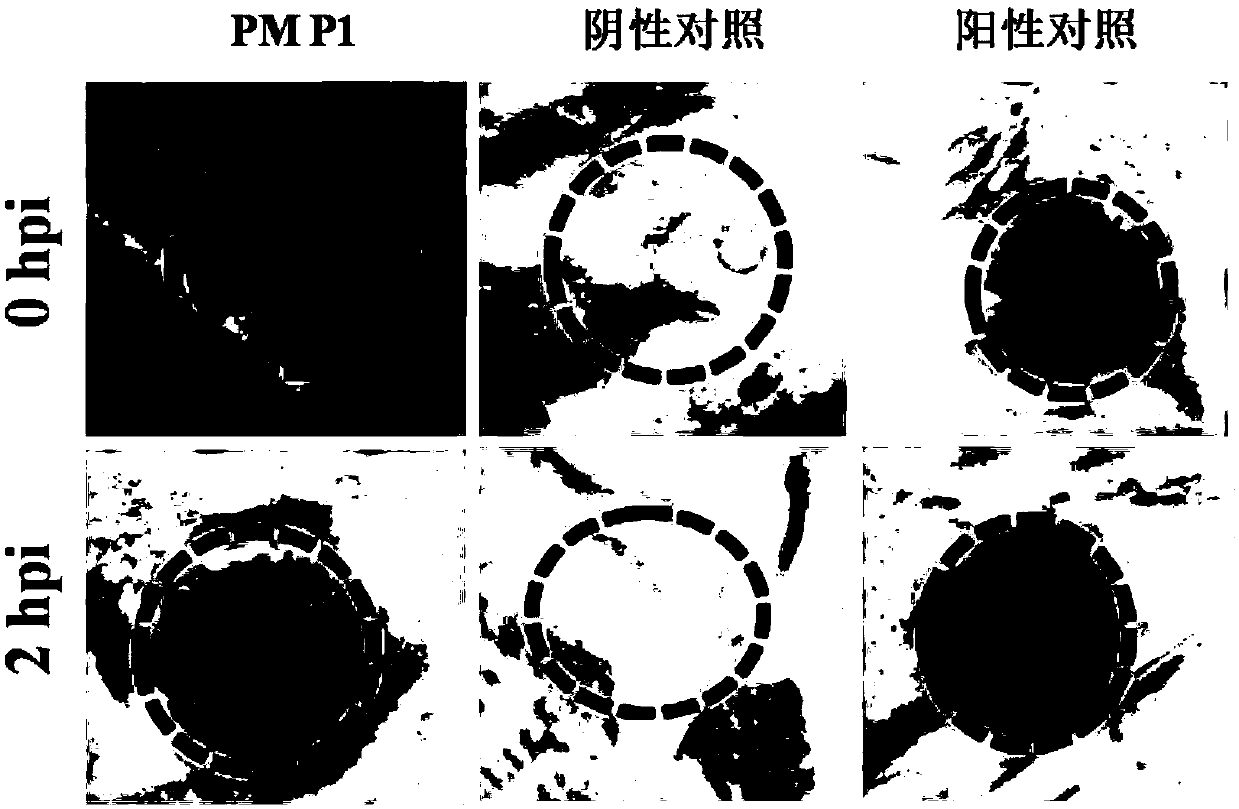 A Phytophthora inducible synthetic promoter pmp1 and its recombinant expression vector and application