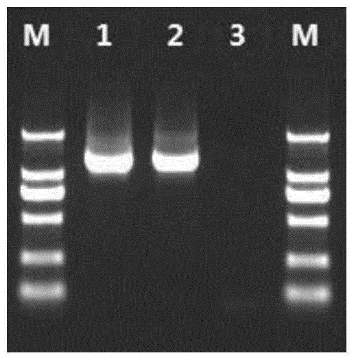 HIV-1 genotype and drug resistant mutation site detection kit and application thereof