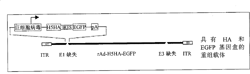 Recombinant replication-defective adenoviral vector H5N1 subtype influenza genetic engineering vaccine