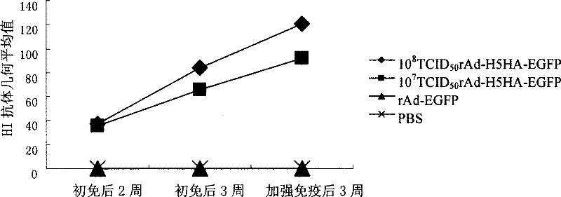 Recombinant replication-defective adenoviral vector H5N1 subtype influenza genetic engineering vaccine