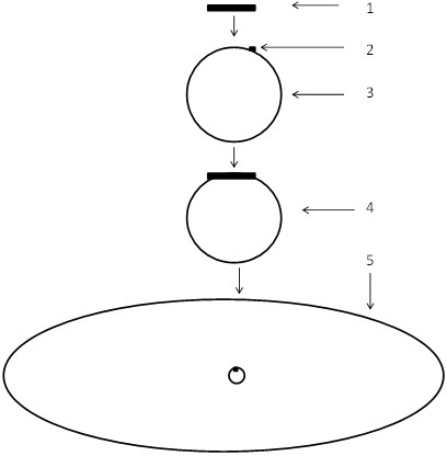 Recombined yeast strain expressing cellulase and applications thereof