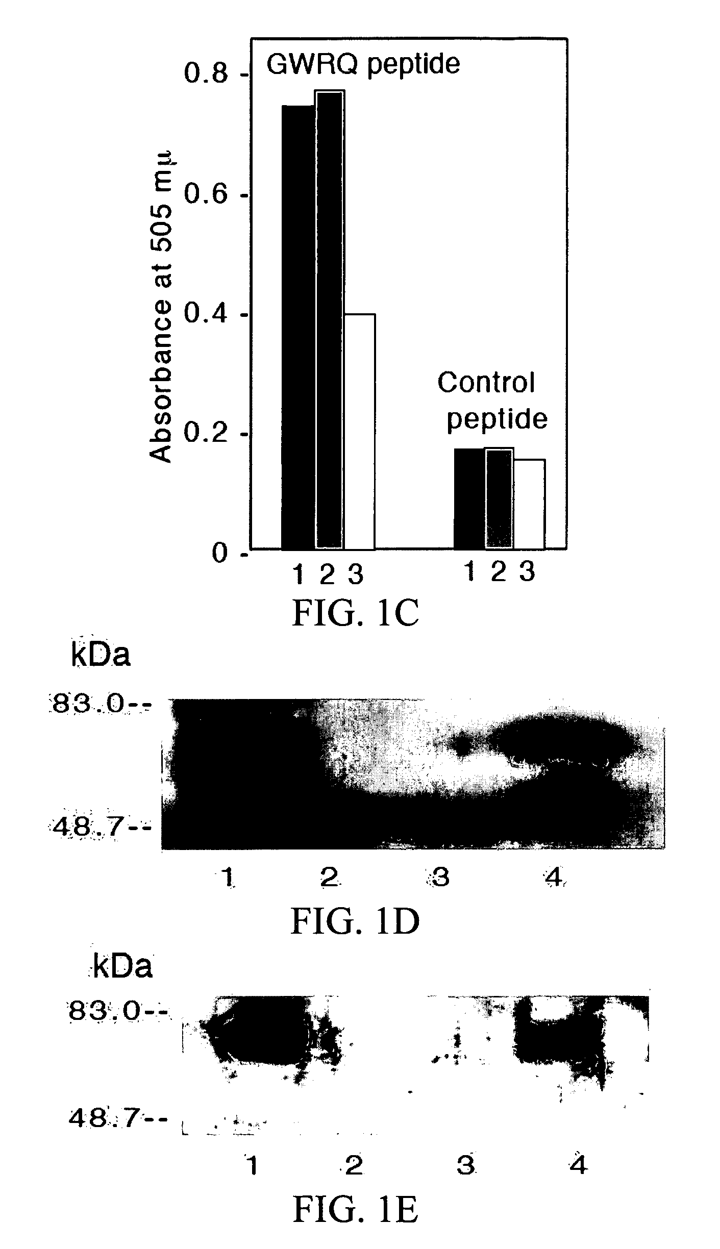 Trophinin-Binding Peptides and Uses Thereof
