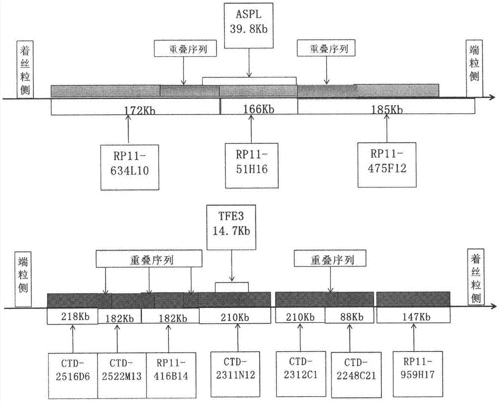 Aspl‑tfe3 fusion renal cancer gene probe and its kit application