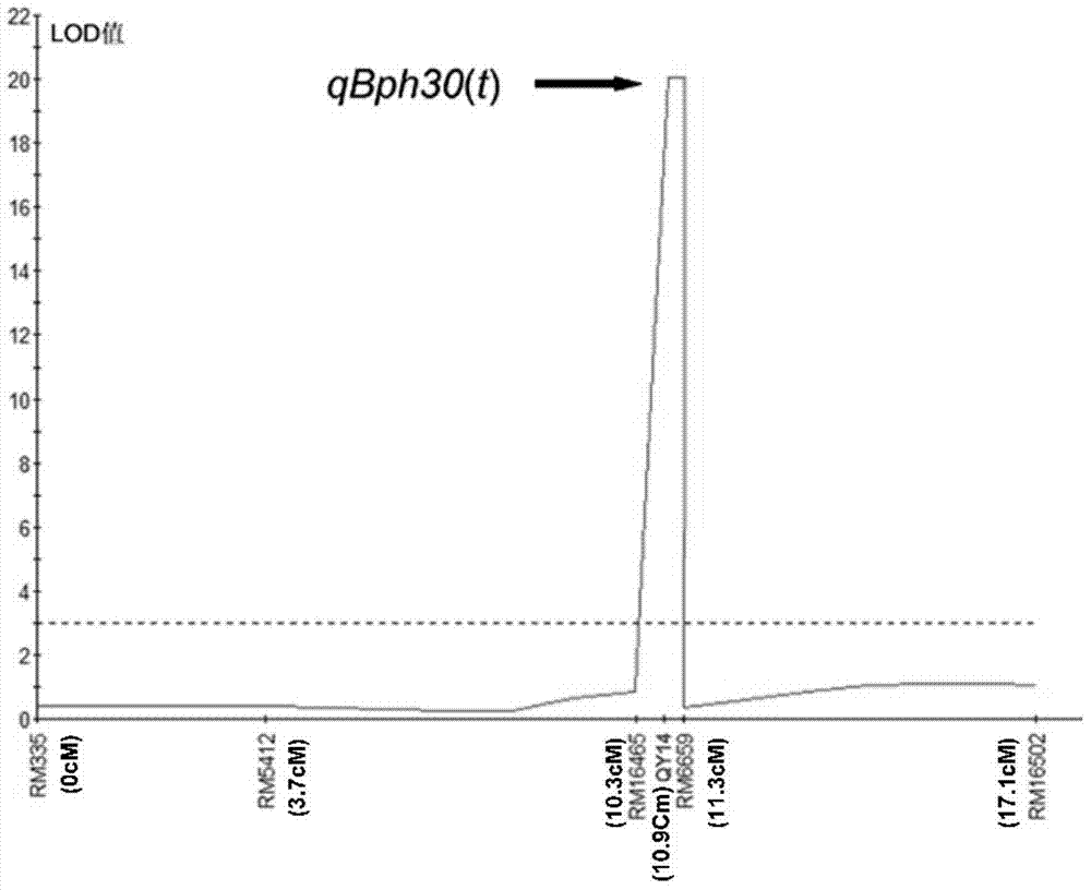 Molecular marker of rice brown planthopper major gene qBph30(t) and application thereof