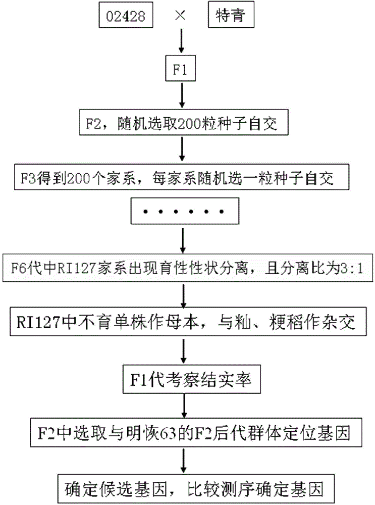 Identifying and utilizing method of rice wide-compatibility recessive male nuclear sterile line