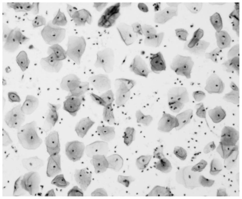 A cell preservation solution for rapid cell immunohistochemistry and its preparation method and application