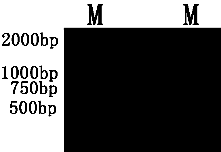 Peach-auxin-primary-response-factor Ppa011935m gene and application thereof