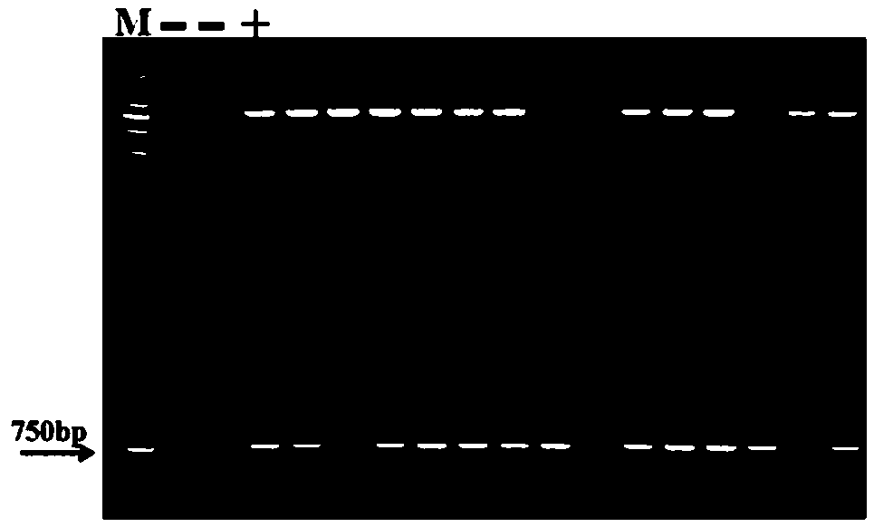 Peach-auxin-primary-response-factor Ppa011935m gene and application thereof