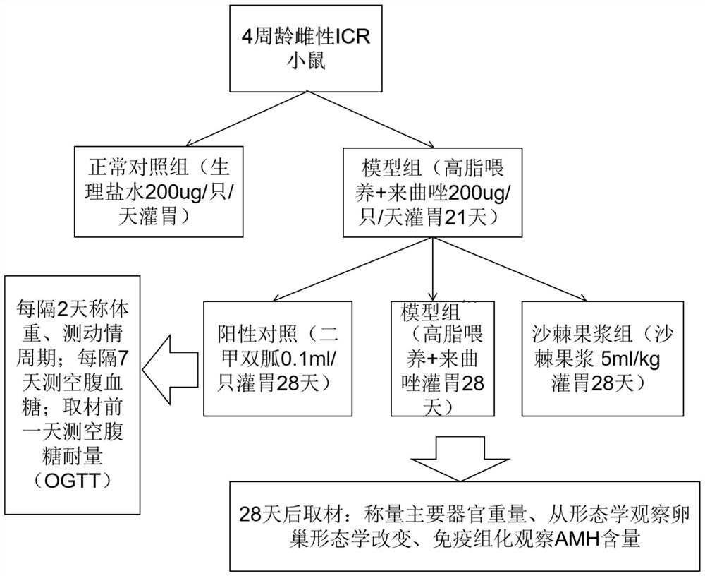 Application of seabuckthorn pulp in the treatment of polycystic ovary syndrome