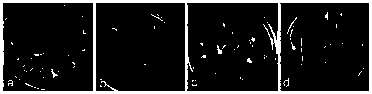 Wheat mature embryo callus induction culture and plant regeneration system construction method