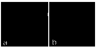 Wheat mature embryo callus induction culture and plant regeneration system construction method