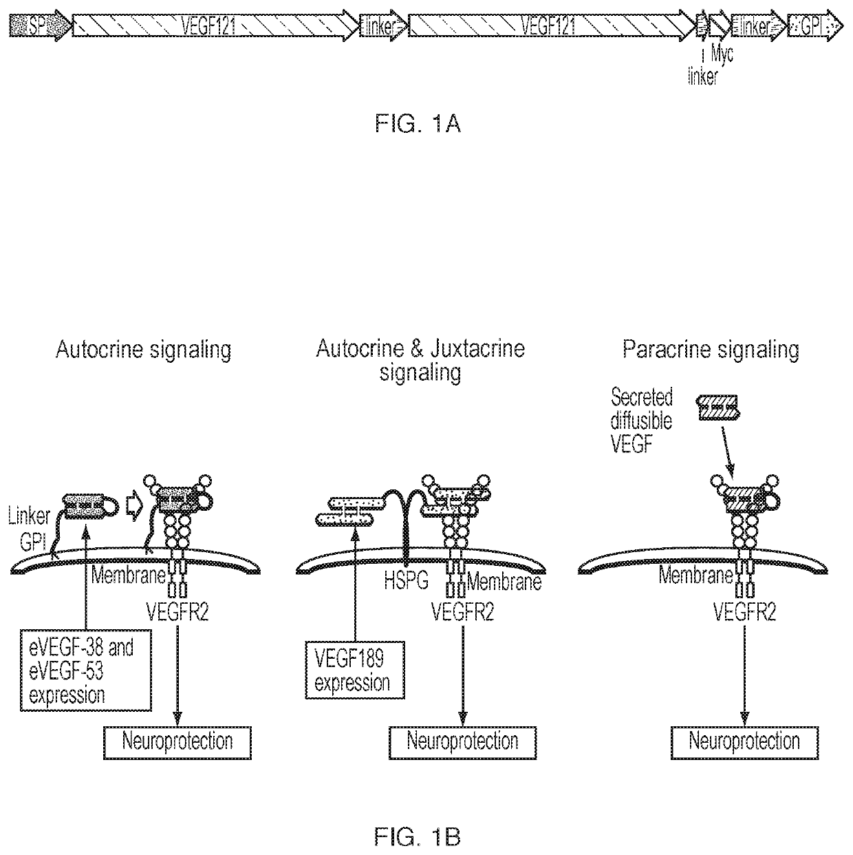 Engineered VEGF variants for retinal neuroprotection, promotion of axon growth and axon regeneration