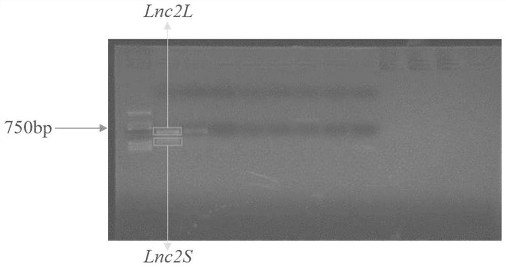 Ginkgo long-chain non-coding RNA Lnc2L and Lnc2S as well as vector and application thereof