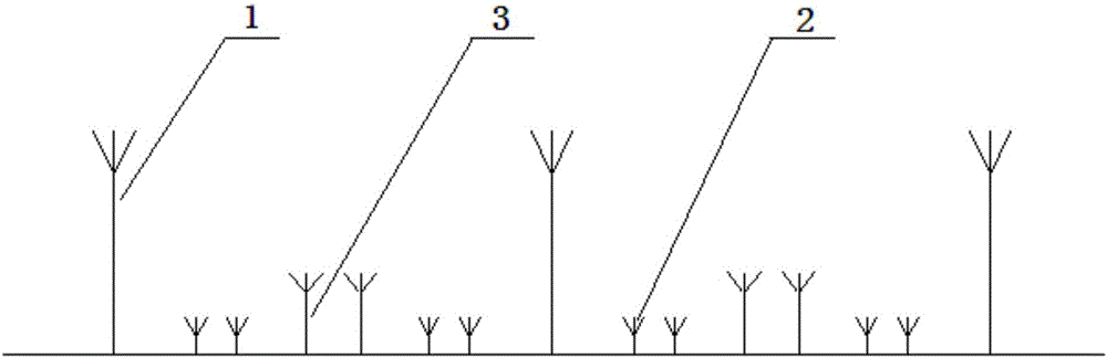 Method for interplanting of stephania epigaea and indocalamus longiauritus through pteroceltis tatarinowii in limestone soil