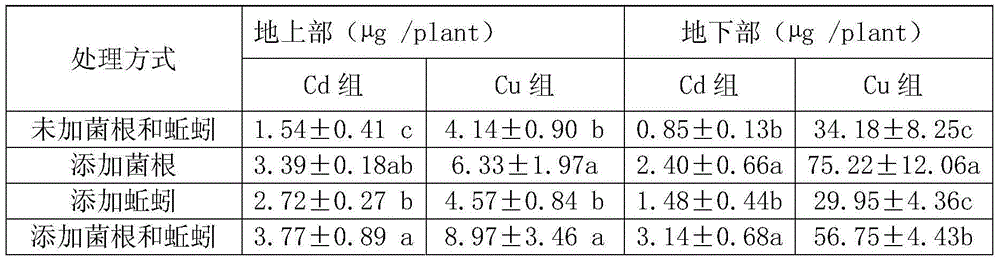 Method for repairing soil heavy metal pollution by synergy of plants, mycorrhiza and earthworm