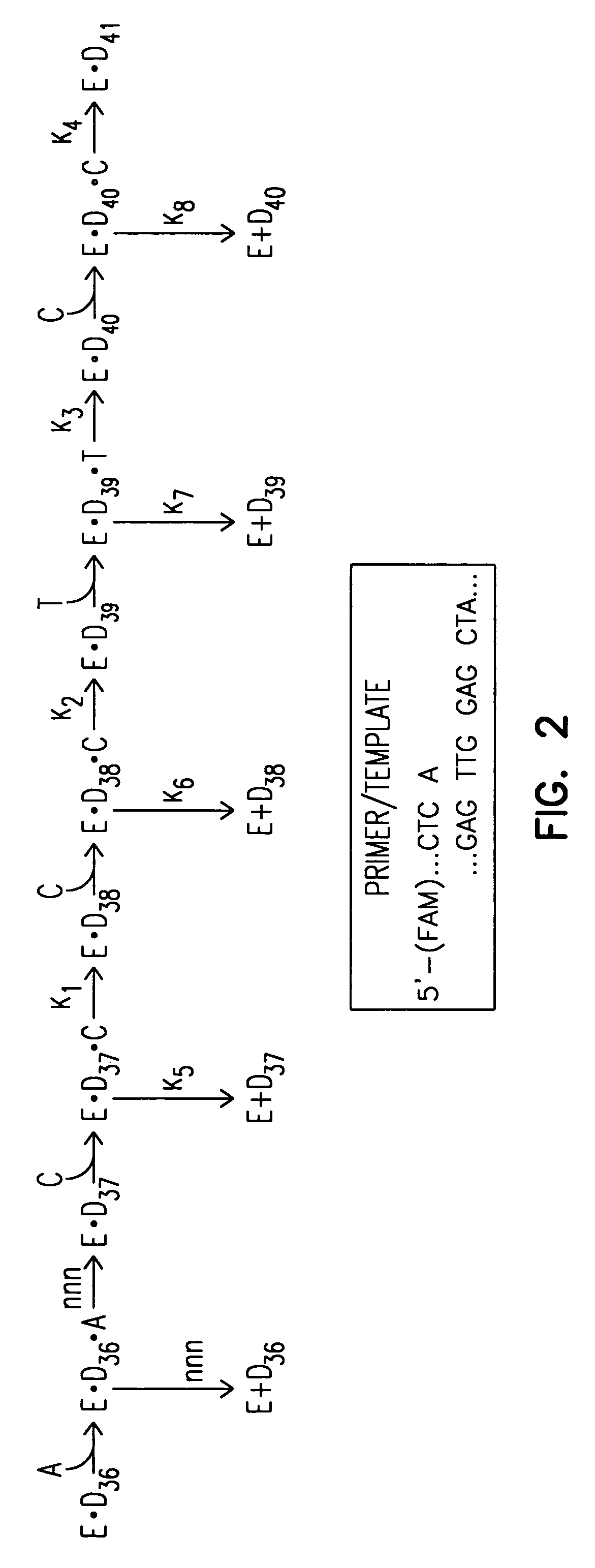 Mutant DNA polymerases and methods of use