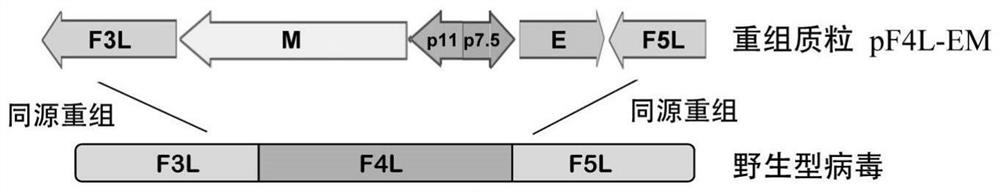 Novel coronavirus virus-like particle vaccine based on vaccinia virus vector