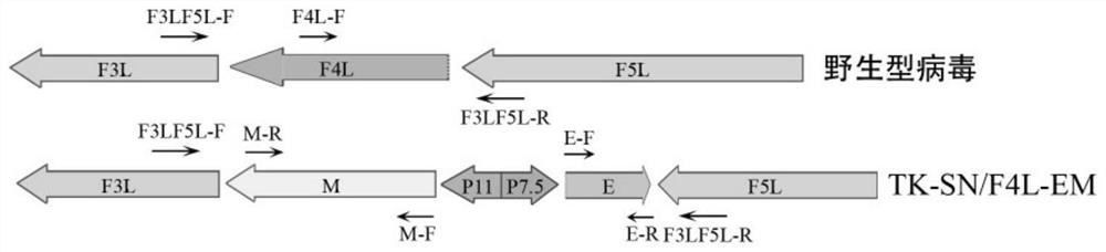 Novel coronavirus virus-like particle vaccine based on vaccinia virus vector