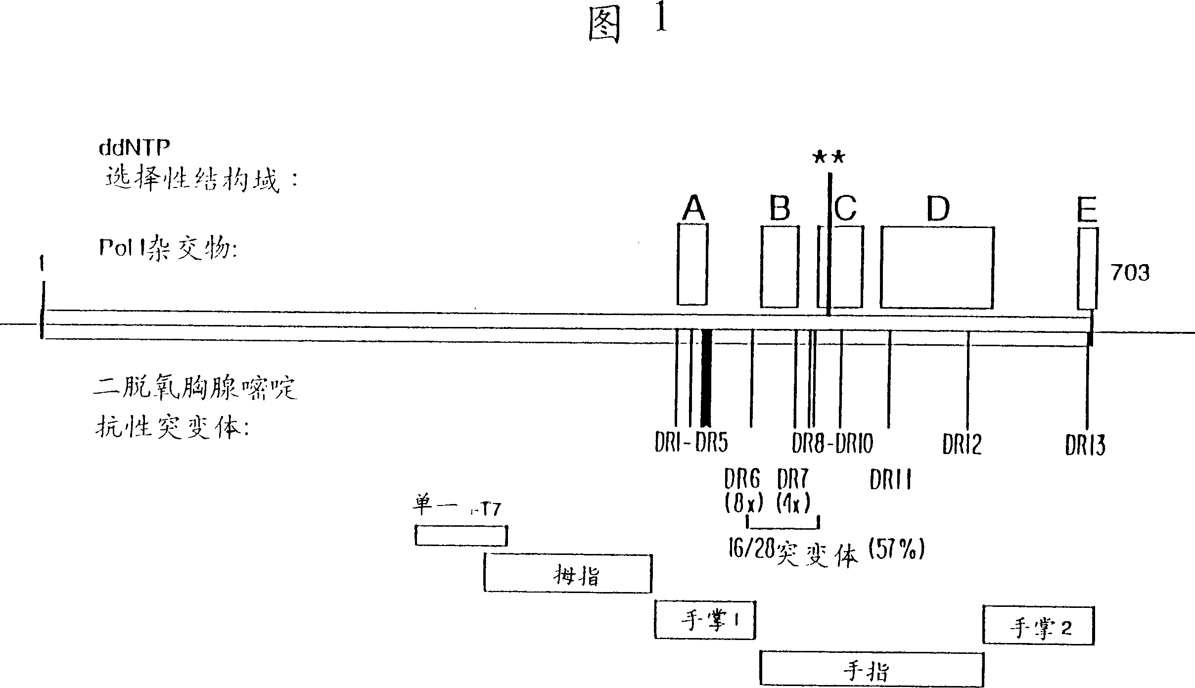 DNA polymerases having modified nucleotide binding site for DNA sequencing