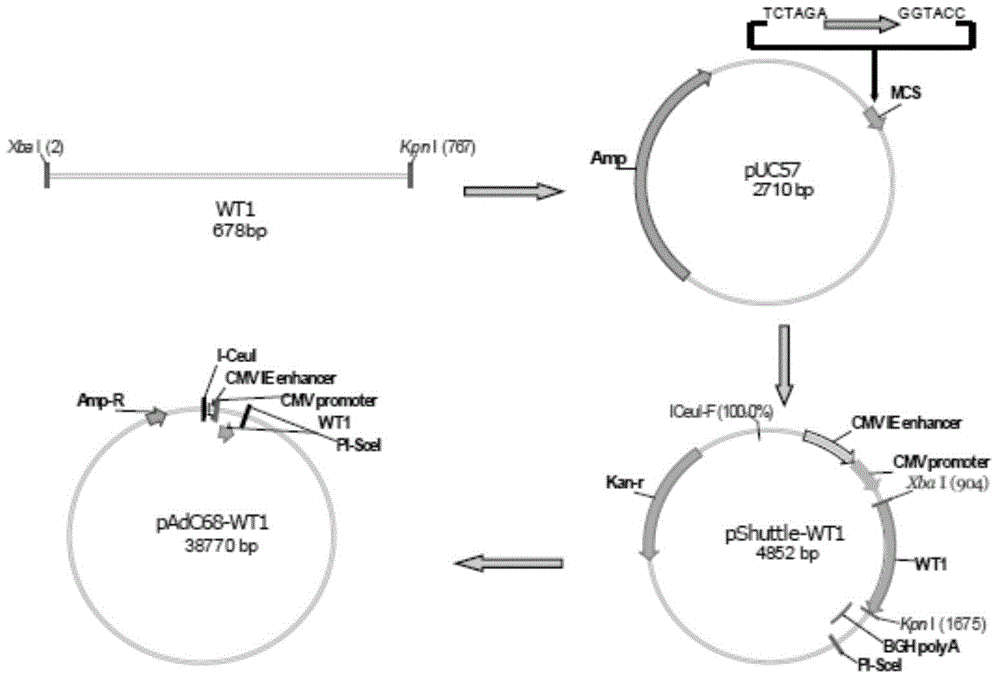 Chimpanzee adenovirus vaccine for preventing and treating highly-expressed WT1 tumor