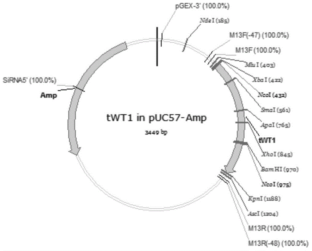 Chimpanzee adenovirus vaccine for preventing and treating highly-expressed WT1 tumor