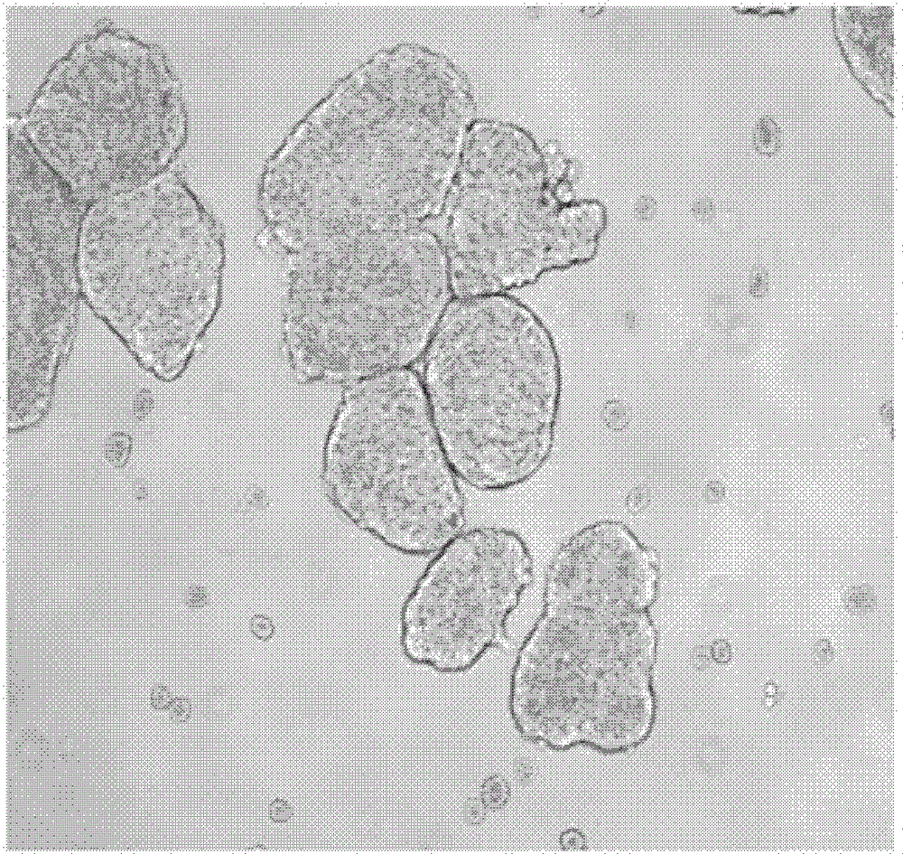 Serum free hepatocyte medium