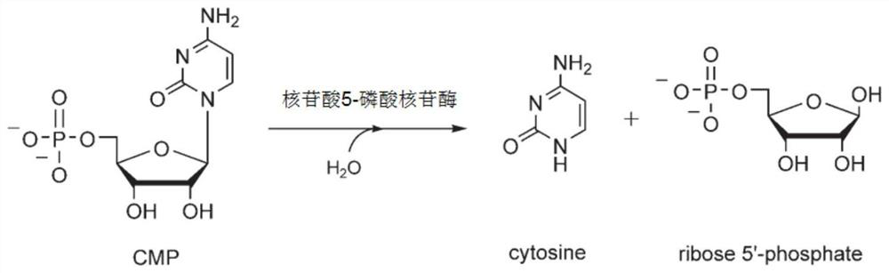 Recombinant microorganism for producing cytosine and method for producing cytosine