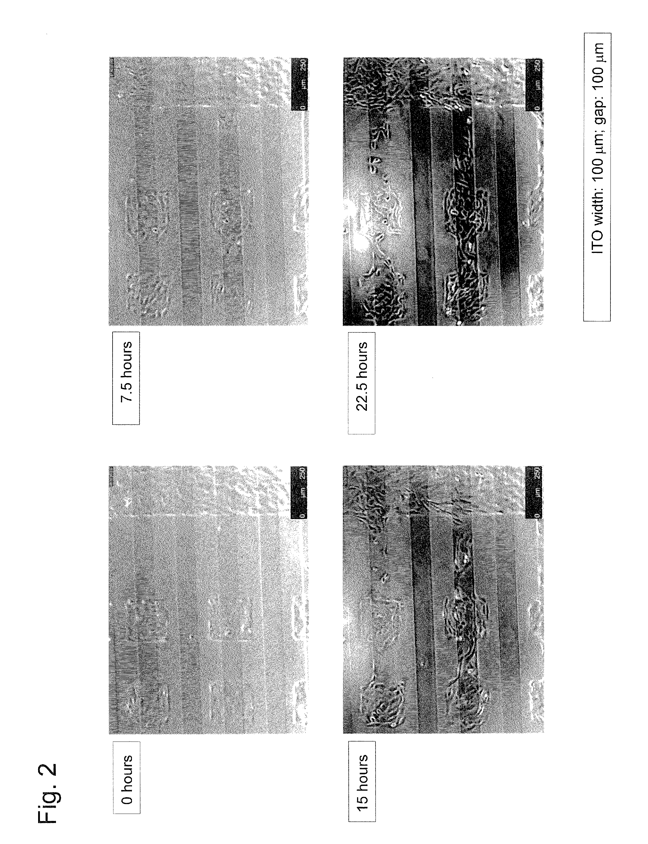 Substrate used for cell migration assays and method for cell migration assays