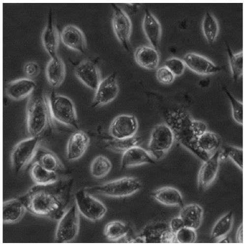 Holotrichia parallela embryonic cell line and application thereof