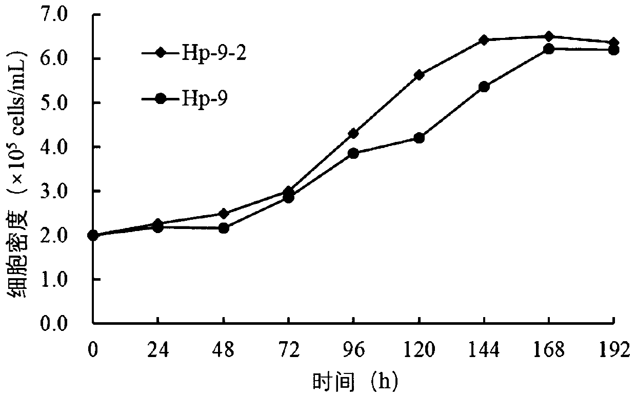 Holotrichia parallela embryonic cell line and application thereof