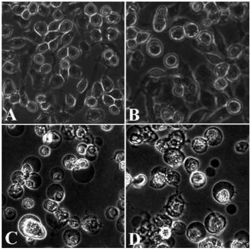 Holotrichia parallela embryonic cell line and application thereof