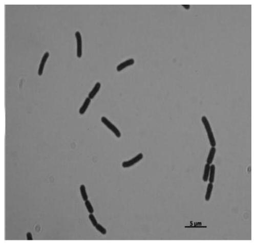 Bacillus megaterium P5-2 and separation method and application thereof