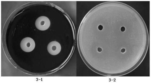 Bacillus megaterium P5-2 and separation method and application thereof