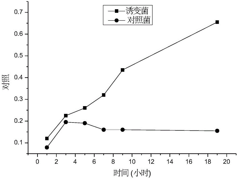 A method for the production of bio-based chemicals using highly cellulose hydrolyzate tolerant Escherichia coli