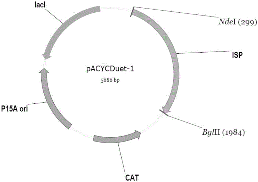 A method for the production of bio-based chemicals using highly cellulose hydrolyzate tolerant Escherichia coli