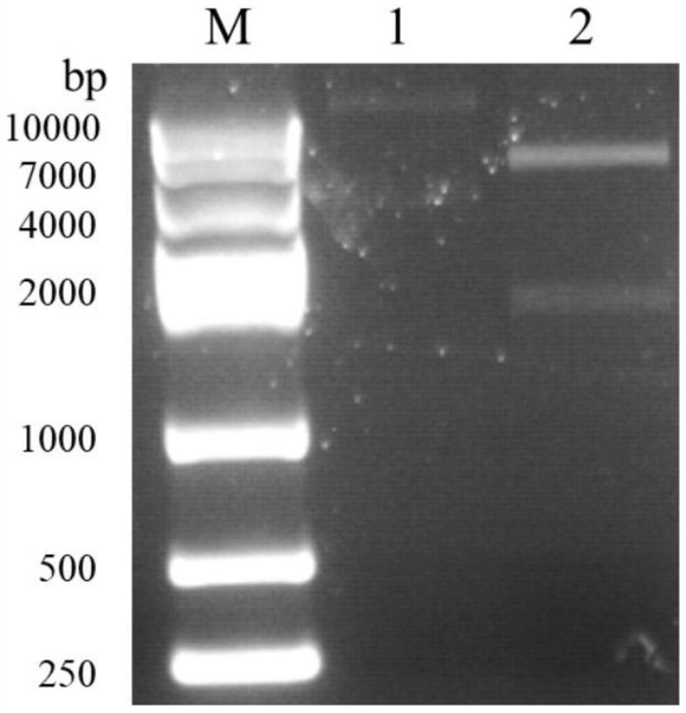 Toxoplasma gondii ROP17 recombinant protein as well as preparation method and application thereof