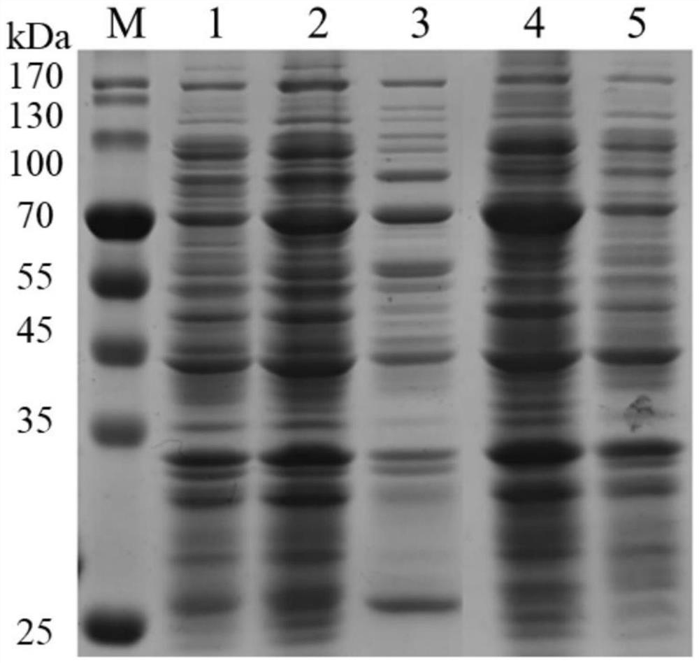 Toxoplasma gondii ROP17 recombinant protein as well as preparation method and application thereof