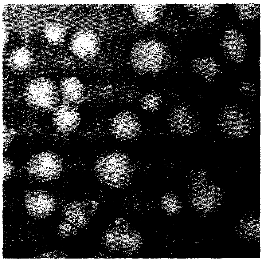 An annonacein nanoparticle based on cyclodextrin and lecithin as carrier and its preparation method and application