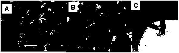 A preparation method of ferricyanide composite electrode material and its detection of hydrogen peroxide