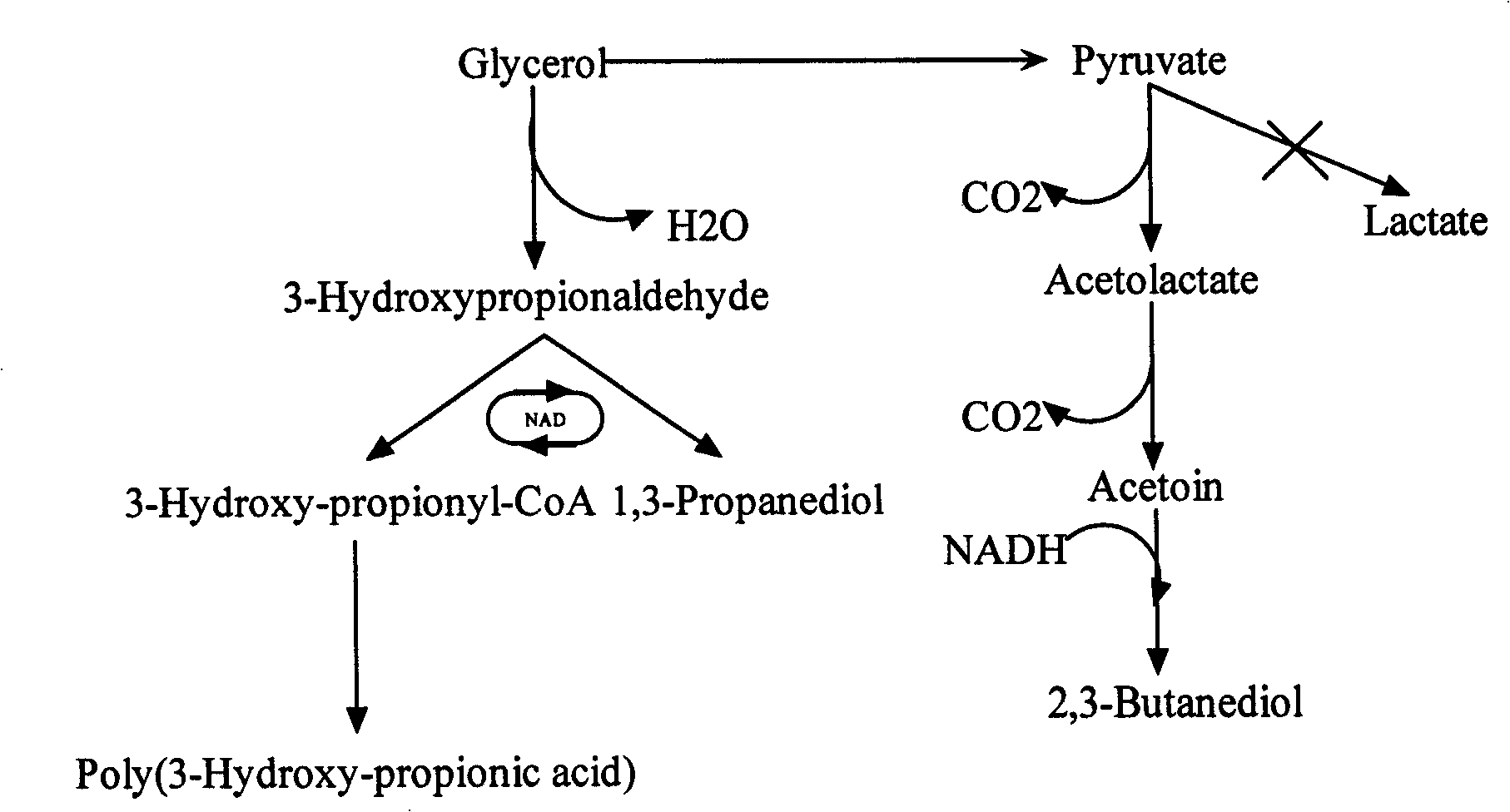 Method for fermentation co-production of PDO,BDO and PHP by constructing gene engineering strain