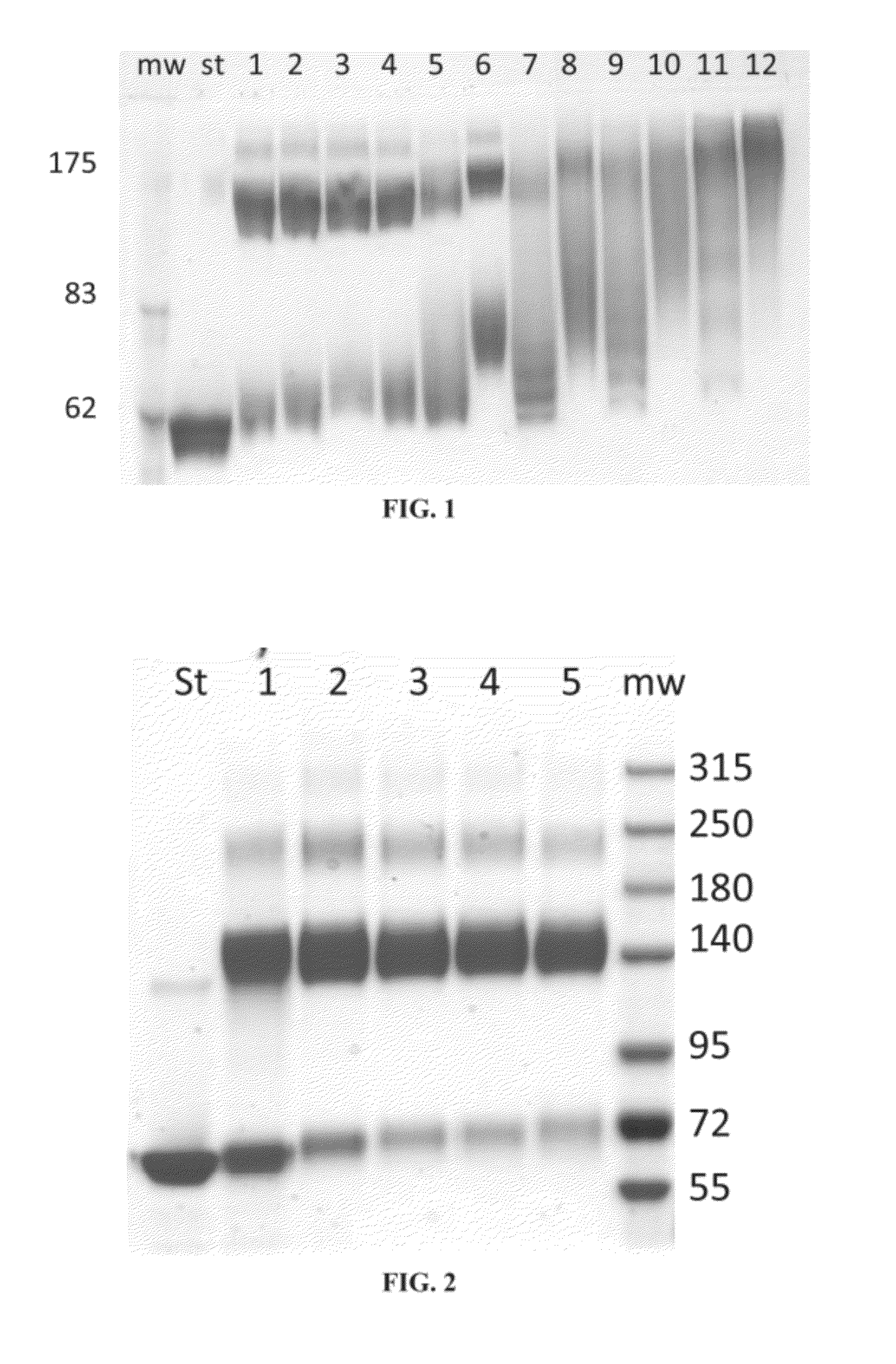 Glucocerebrosidase multimers and uses thereof