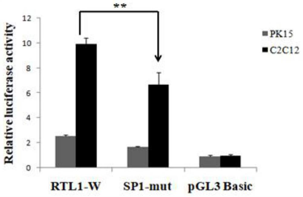 Application of transcription factor sp1 in regulating the expression of porcine rtl1 gene