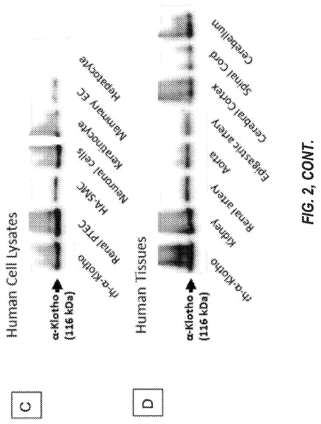 Products and Methods for Assessing and Increasing Klotho Protein Levels
