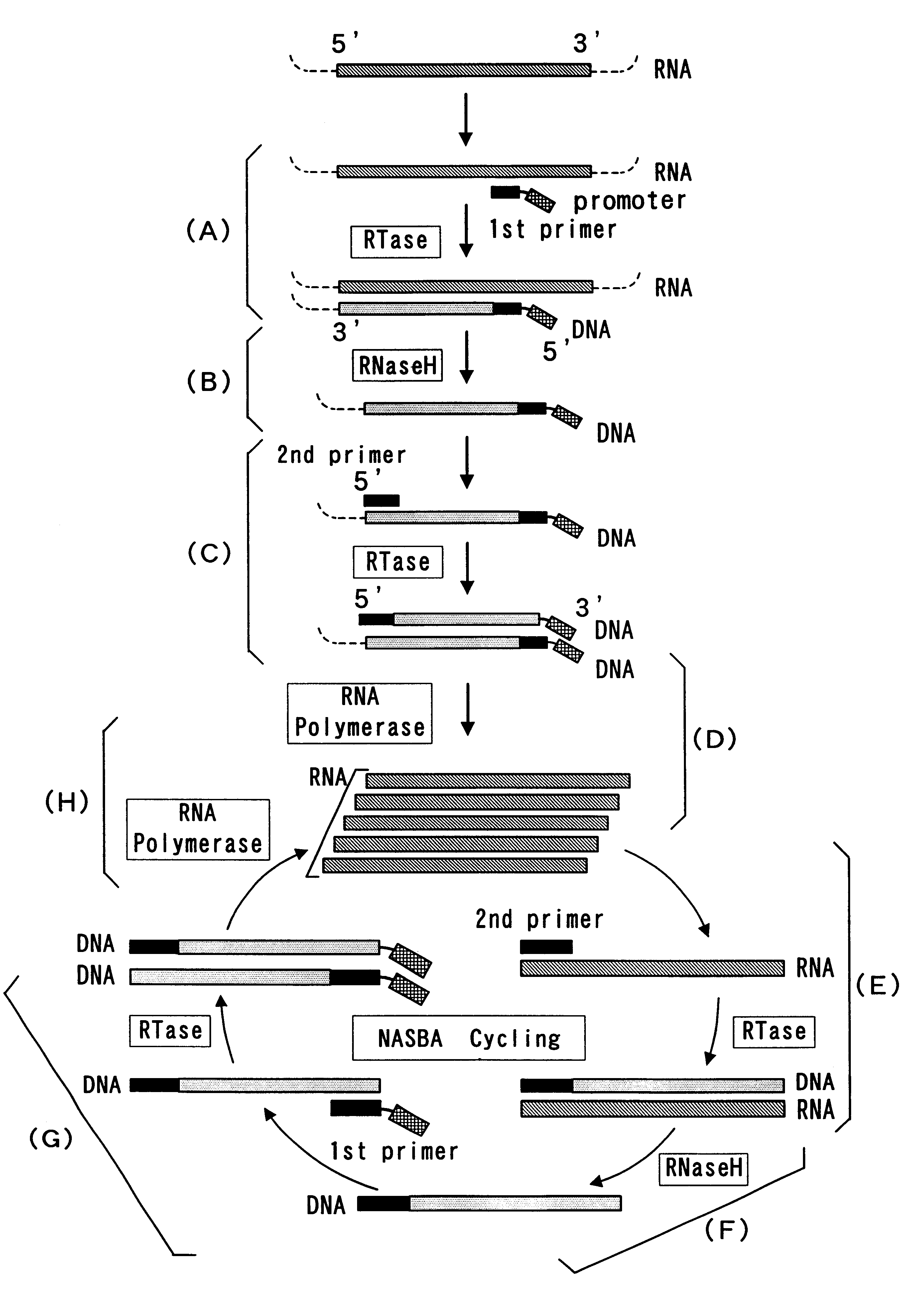 Reagent for nucleic acid amplification and process for nucleic acid amplification
